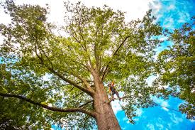 How Our Tree Care Process Works  in  Altus, OK