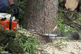 Best Fruit Tree Pruning  in Altus, OK