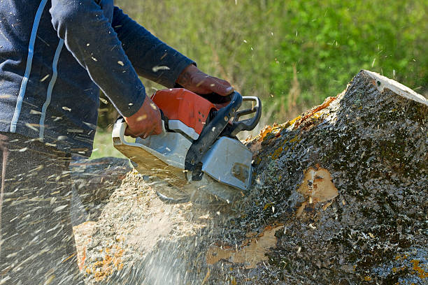 Best Stump Grinding and Removal  in Altus, OK